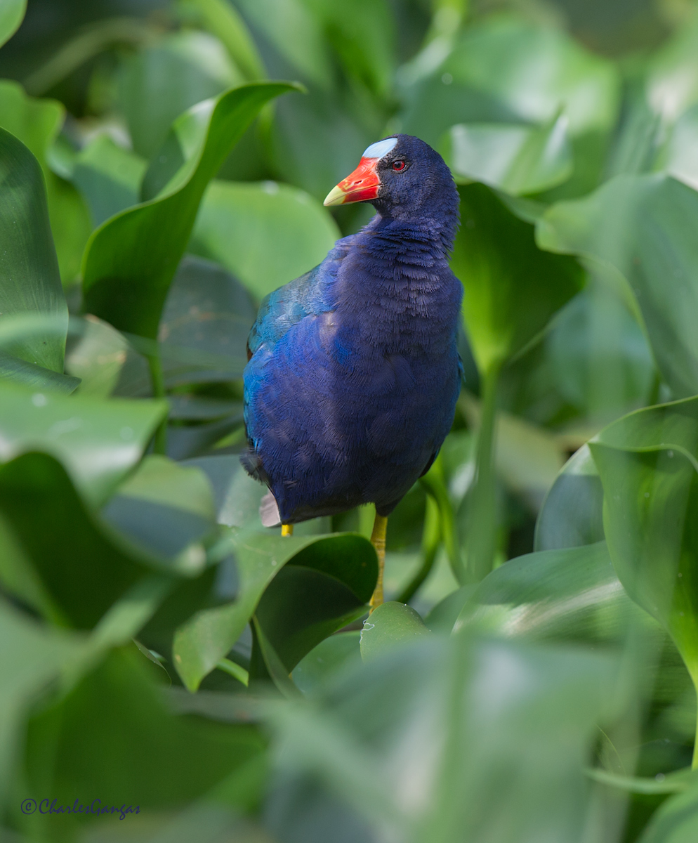 Purple Gallinule