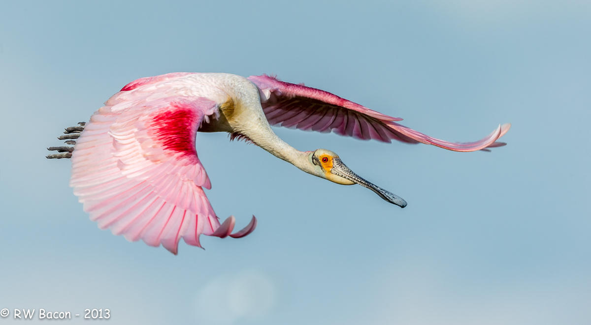 Rosy on the Wing