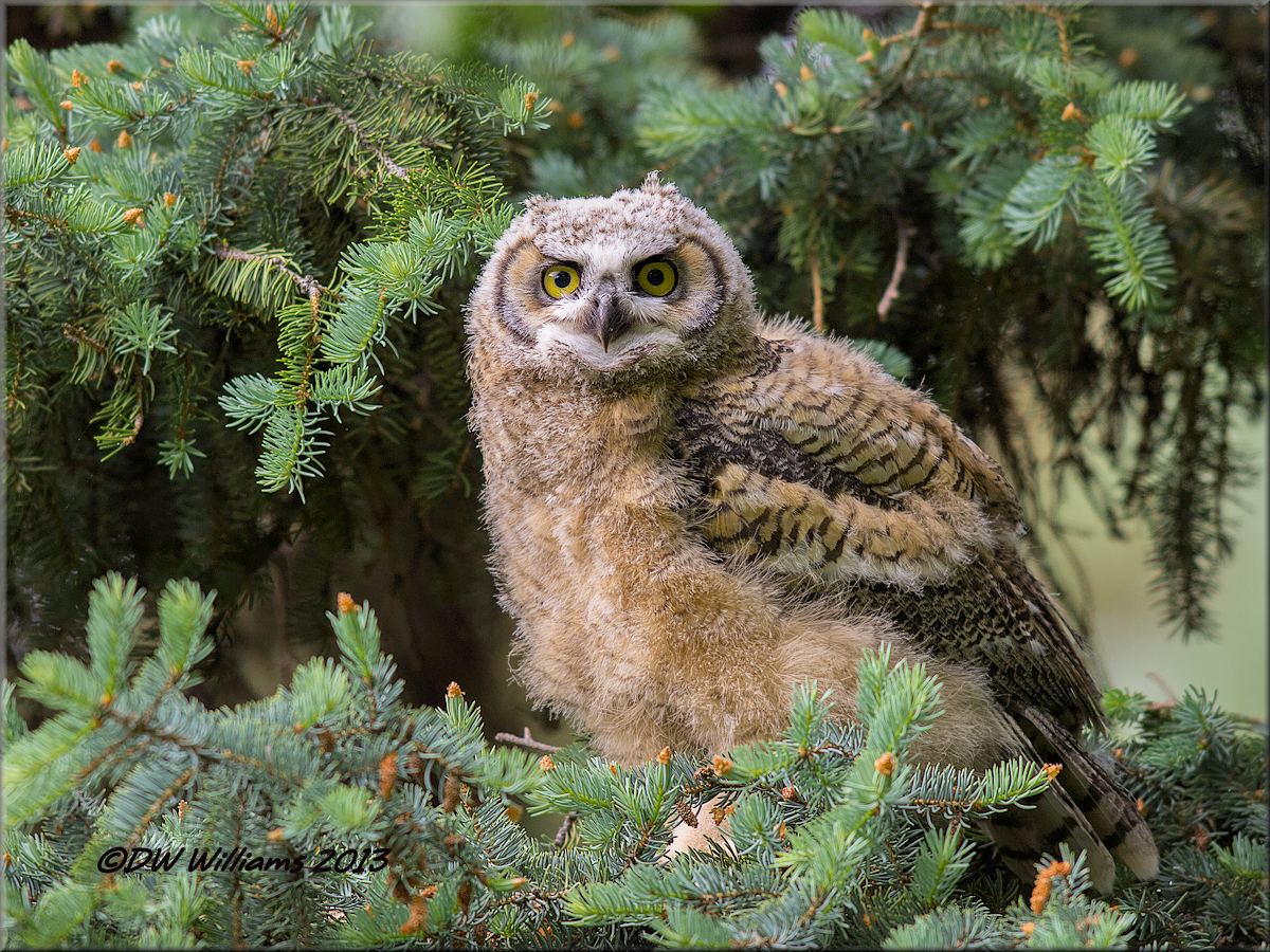 Immature GH Owl