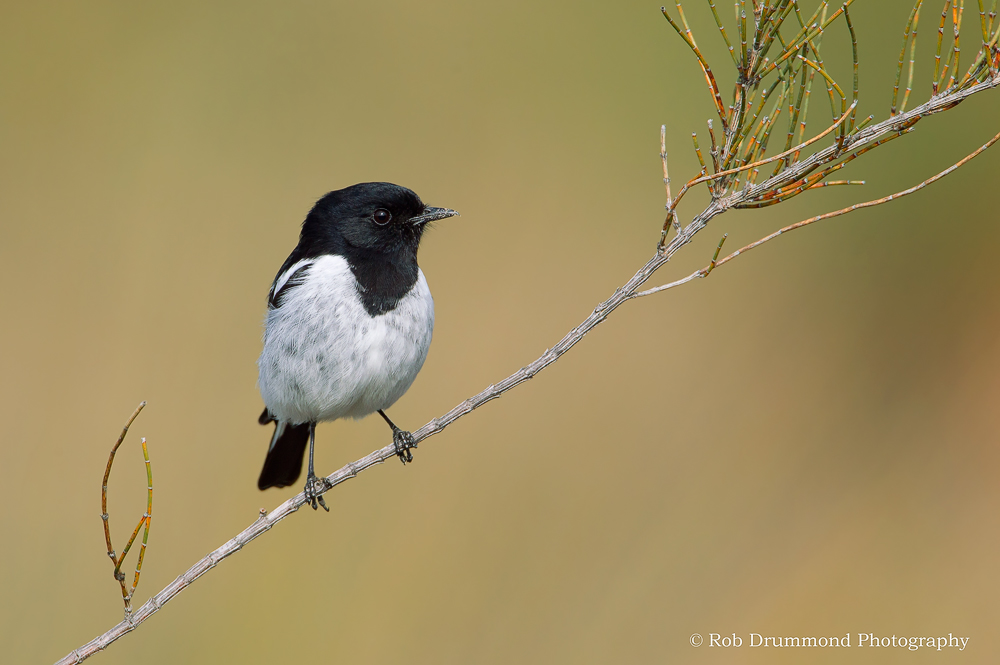 Hooded Robin