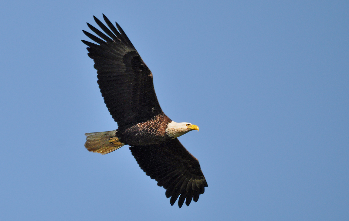 BE Flight