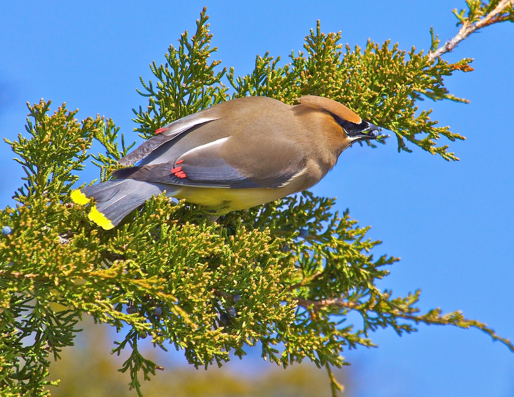 Cedar Waxwing