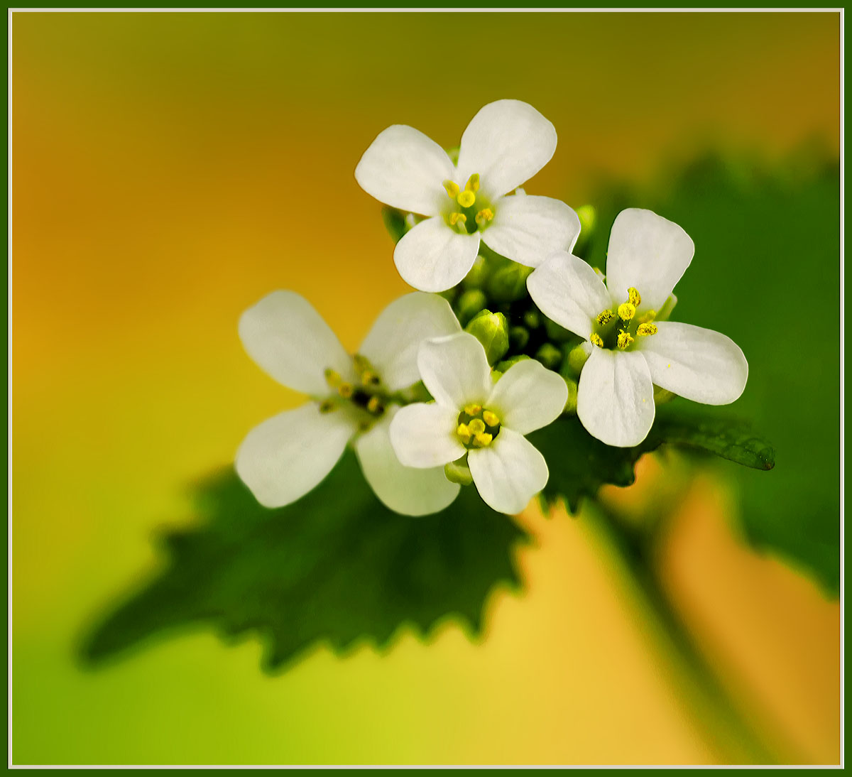 White wildflower