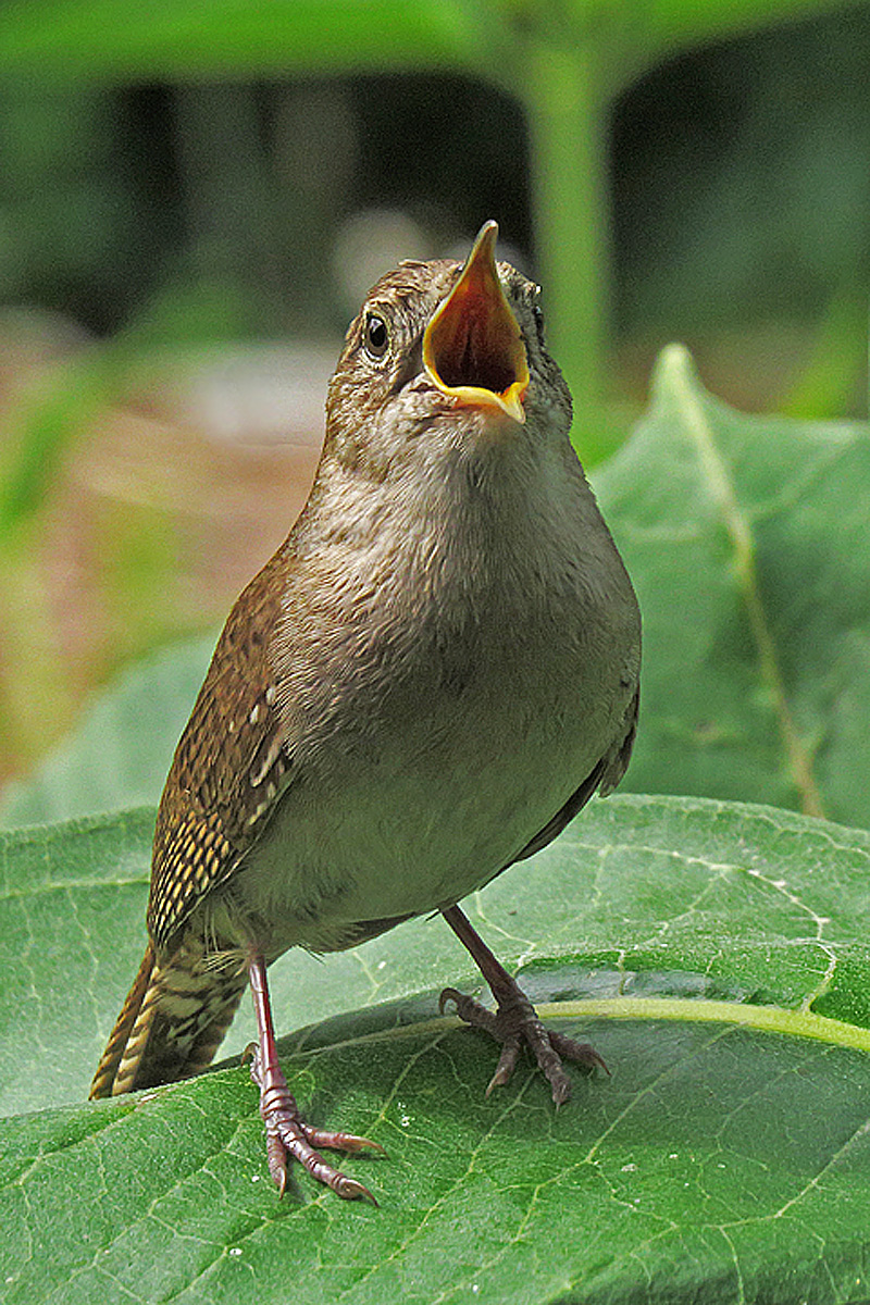 House wren 