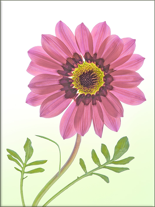 Flora - 1st Place
