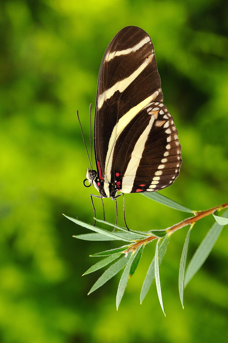Zebra Longwing
