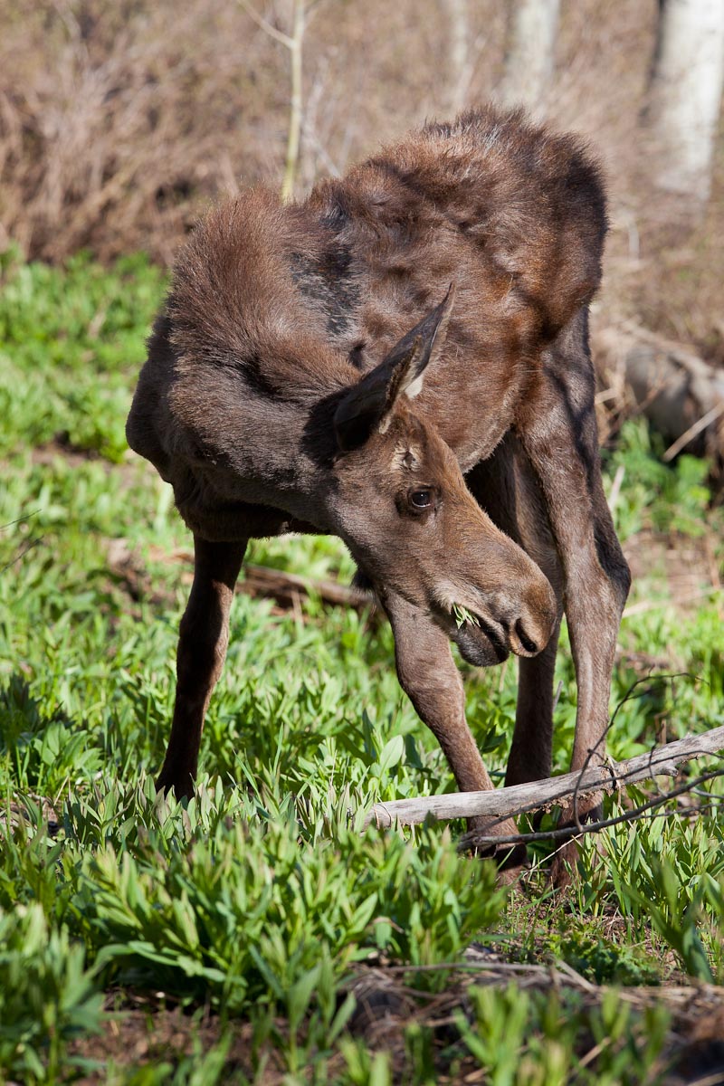 Yearling Bull