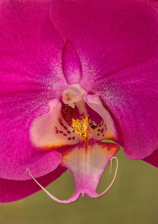 Orchid Face