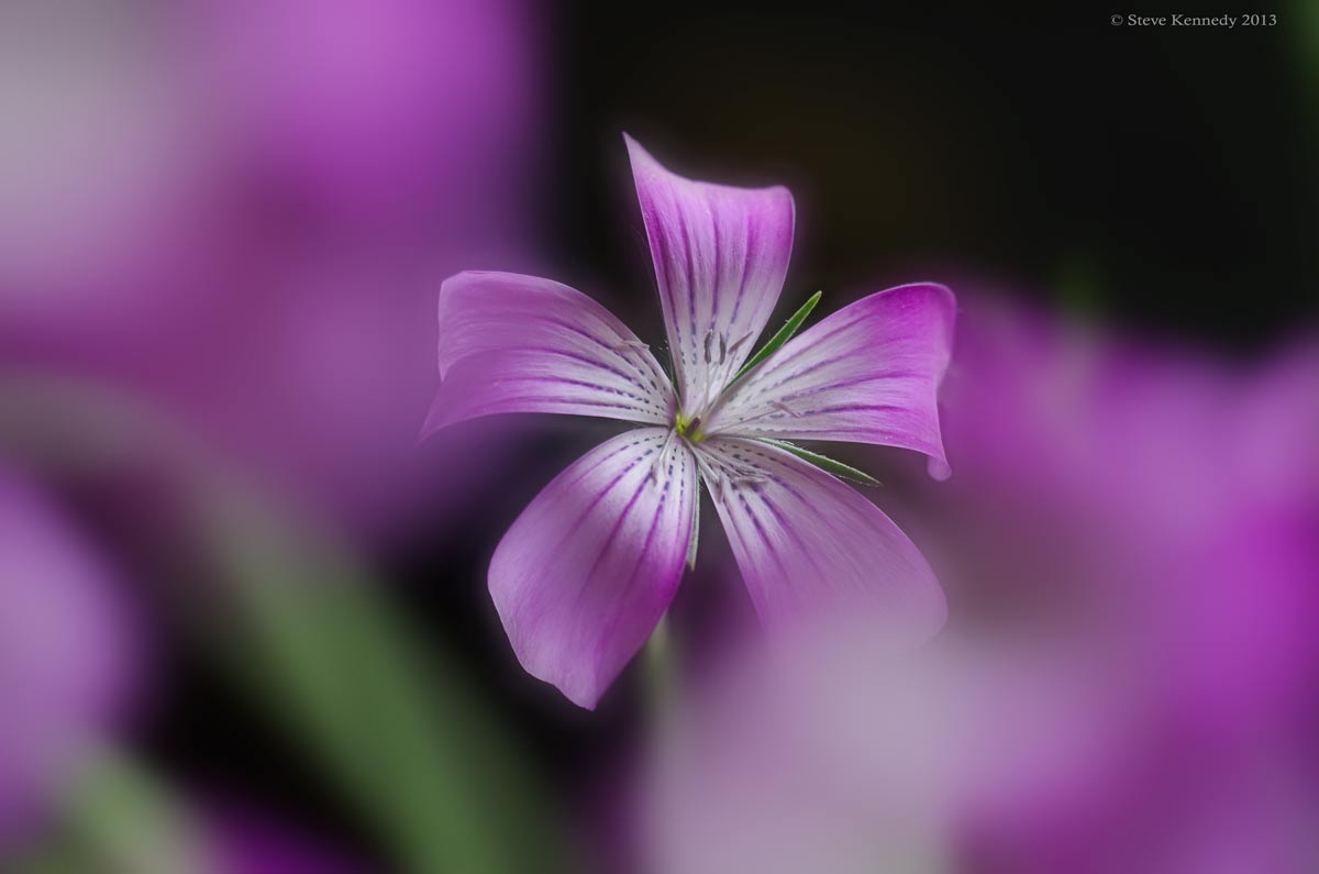 Pink #2