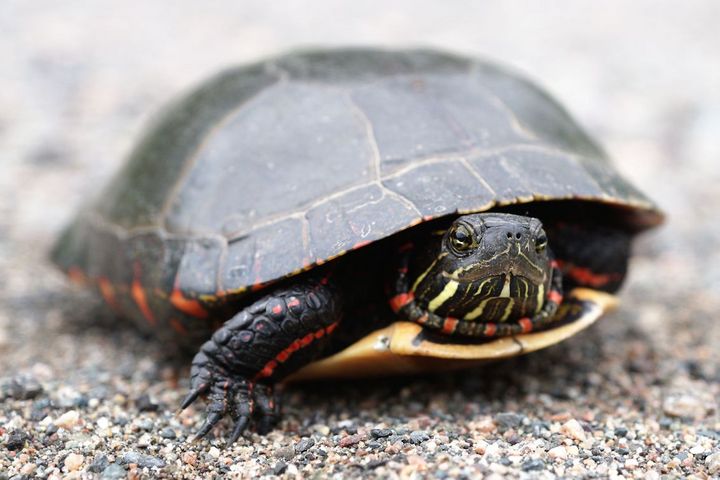 Mr. Turtle