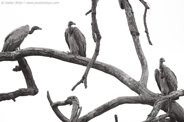 Long Billed Vultures