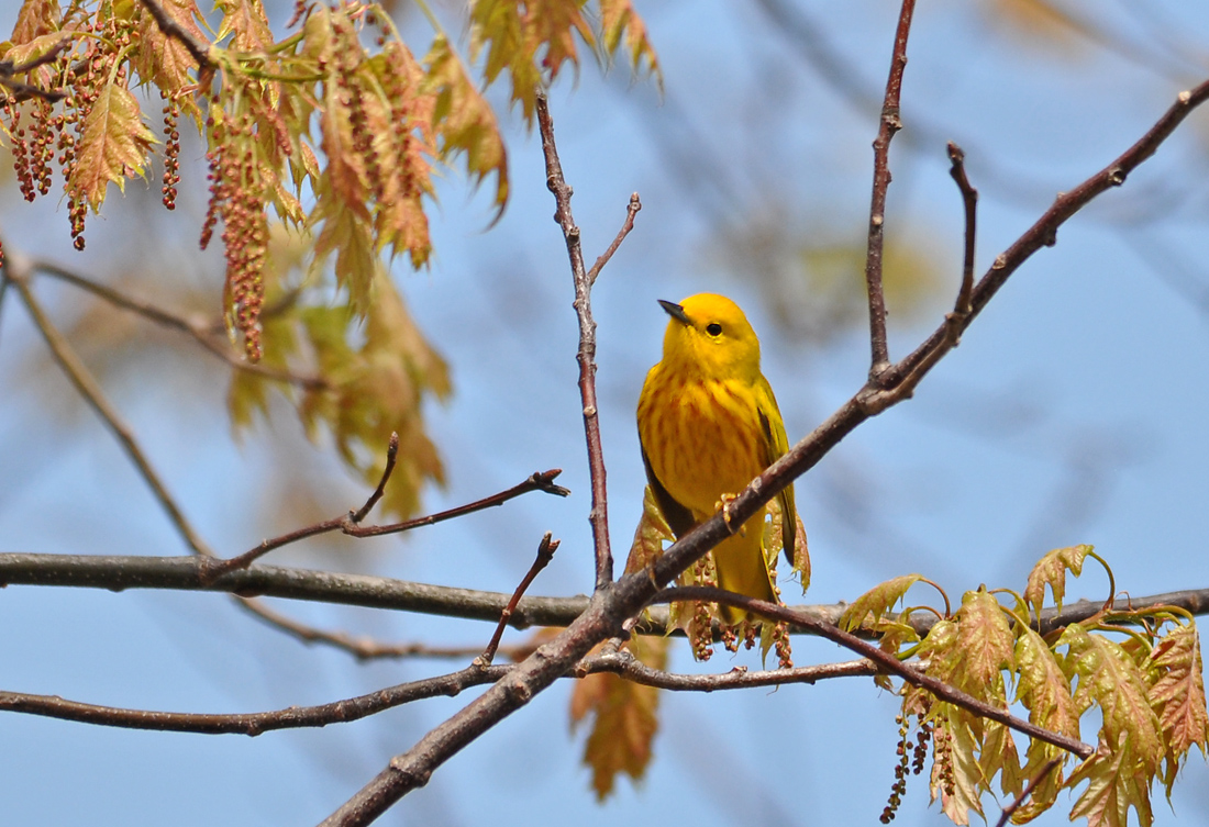 Warbler in Gold