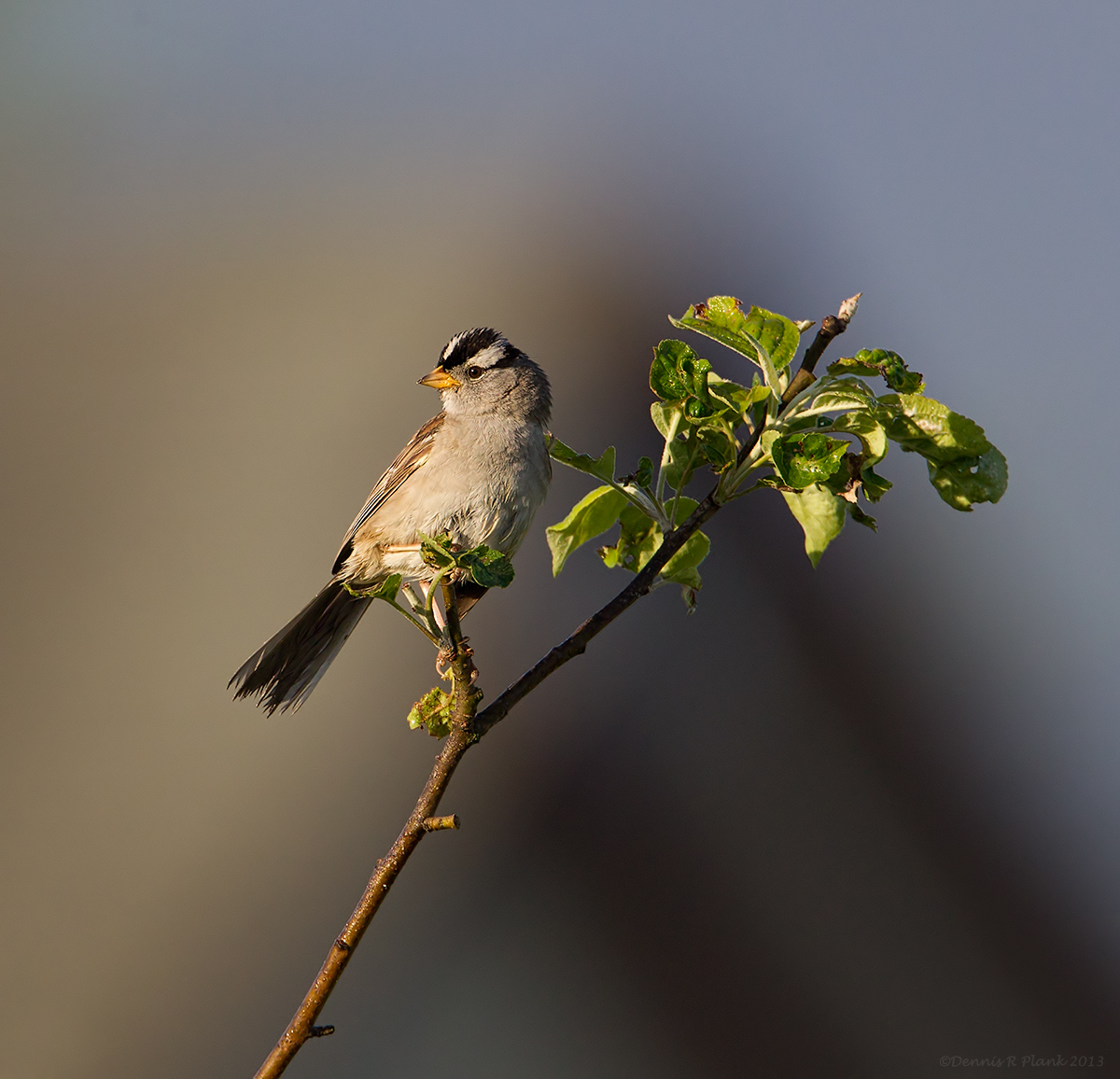 White Crowned Sparrow