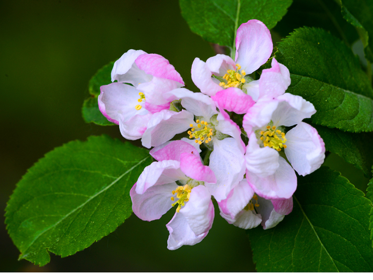 Apple  blossoms
