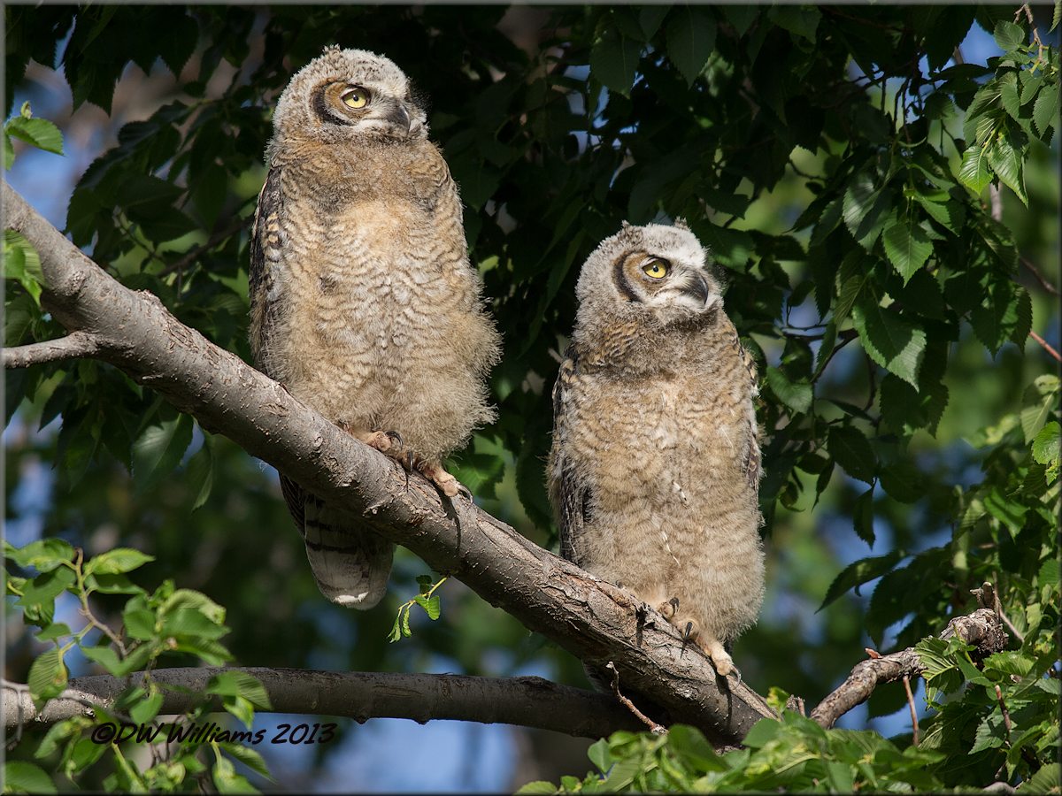 Immature GH Owls