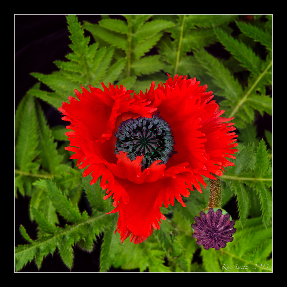 Poppy II