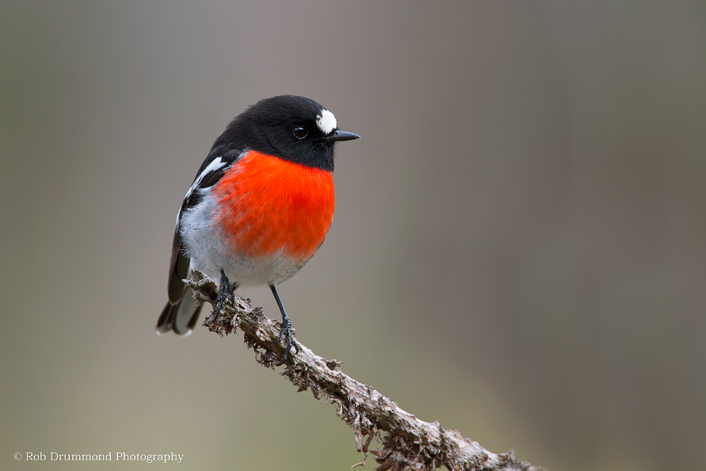 Scarlet Robin male