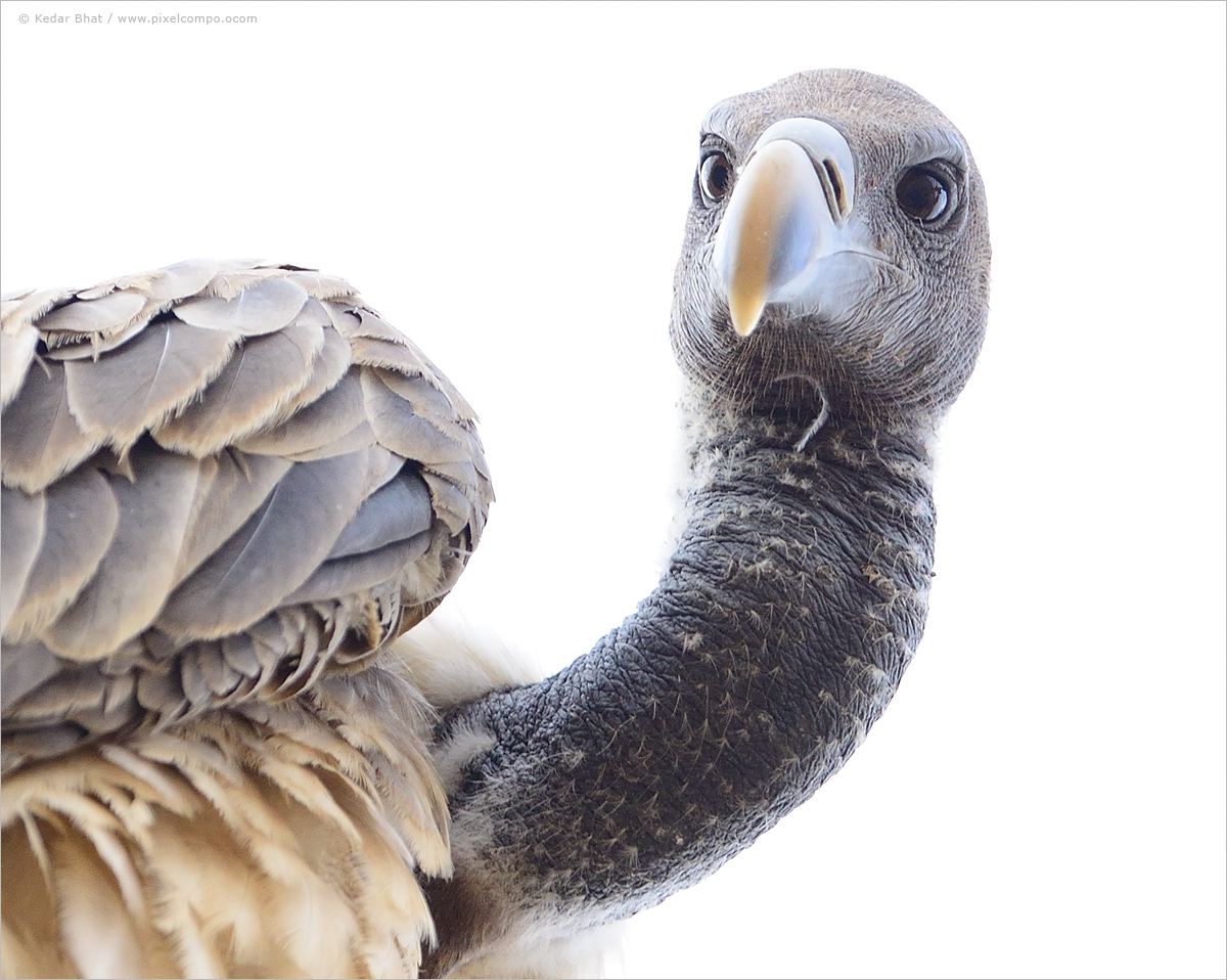 Long Billed Vulture