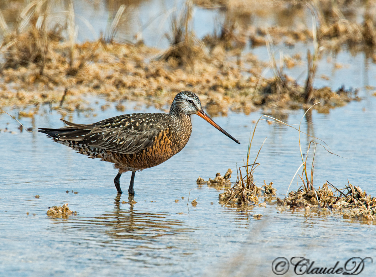 Hudsonian Godwit