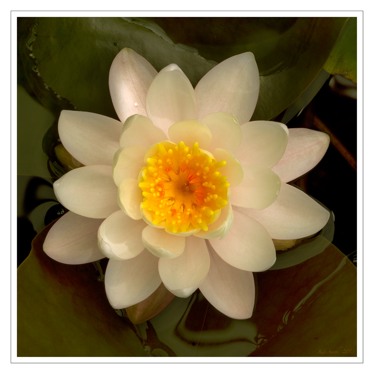 Water Lily