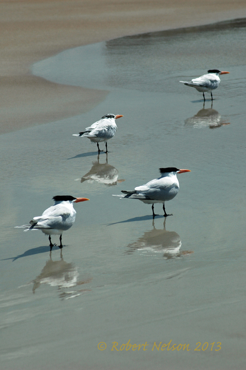 Birds Squared