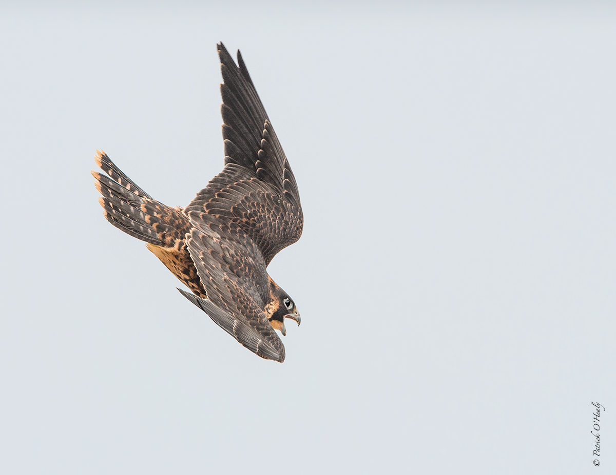 Peregrine Falcon Dive
