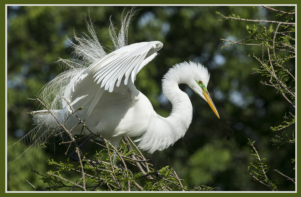 Courtship