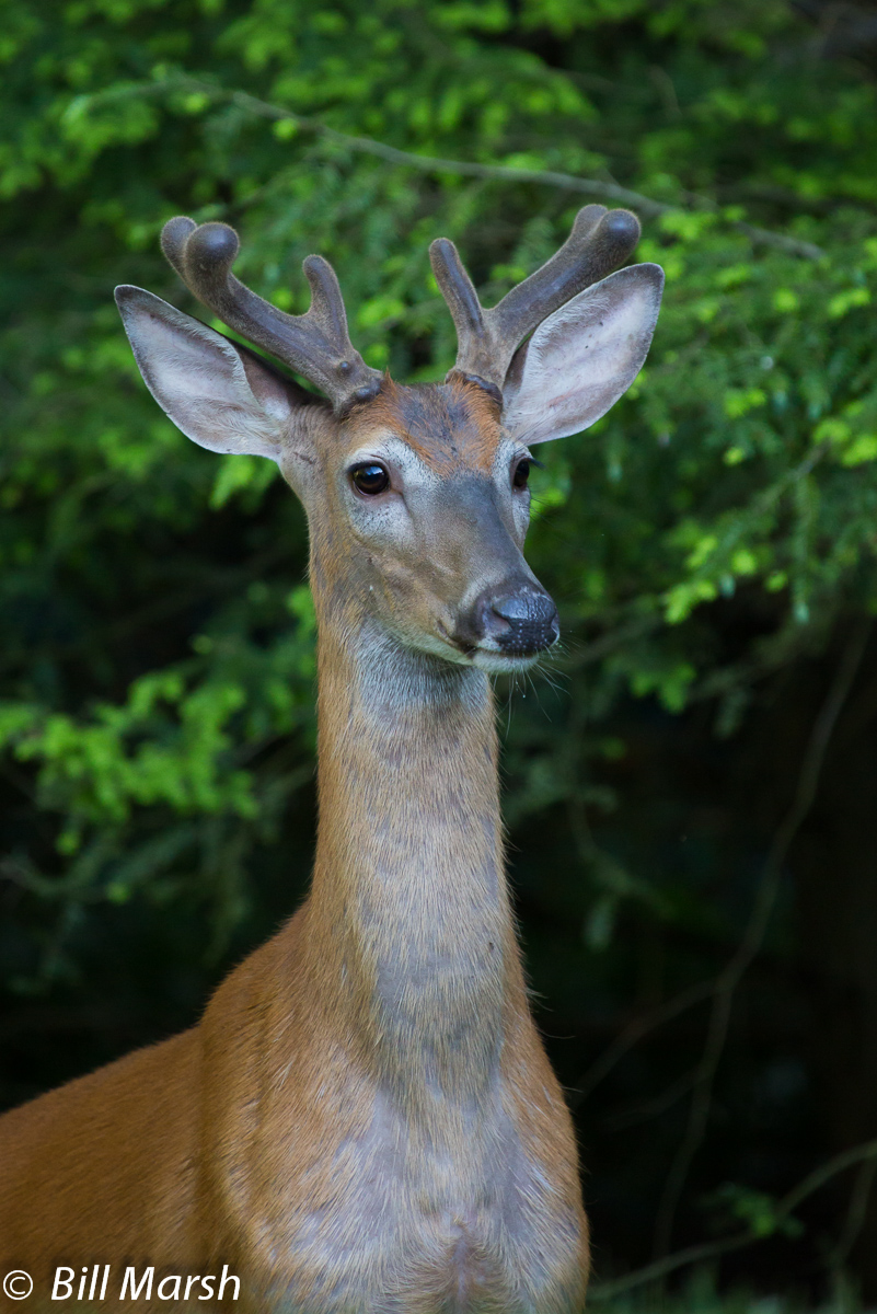 White Tail Portrait