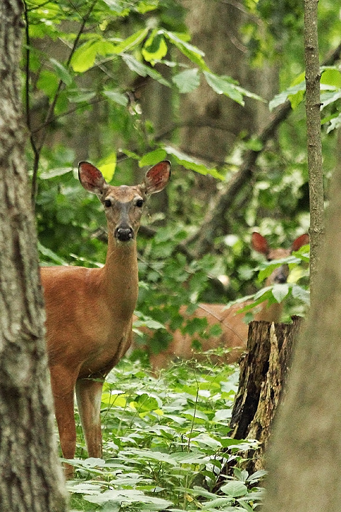 Spring deer