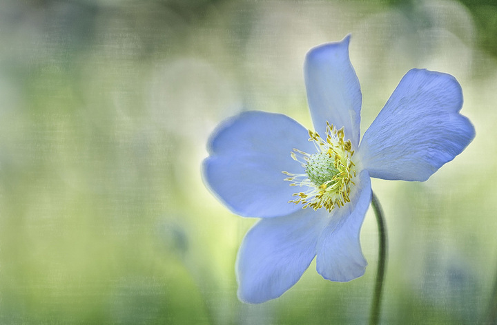 Sky Blue