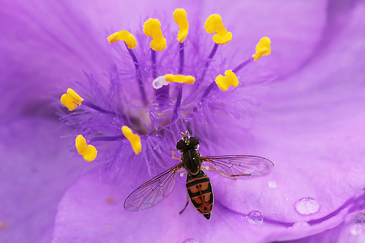 Spider wort visitor