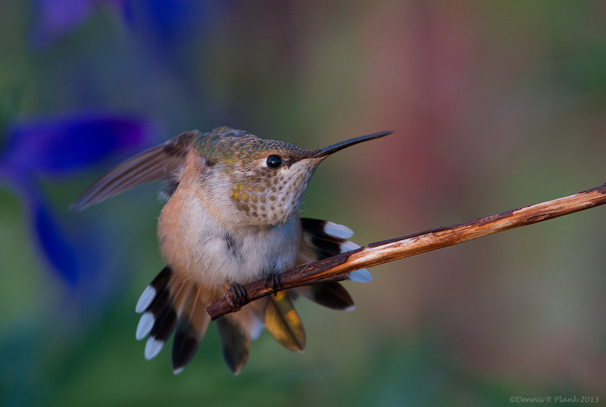 Rufous Hummingbird