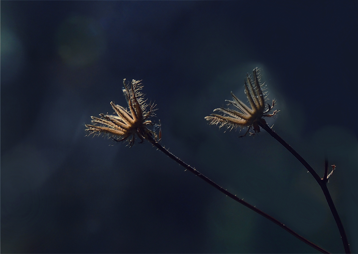 Nocturne