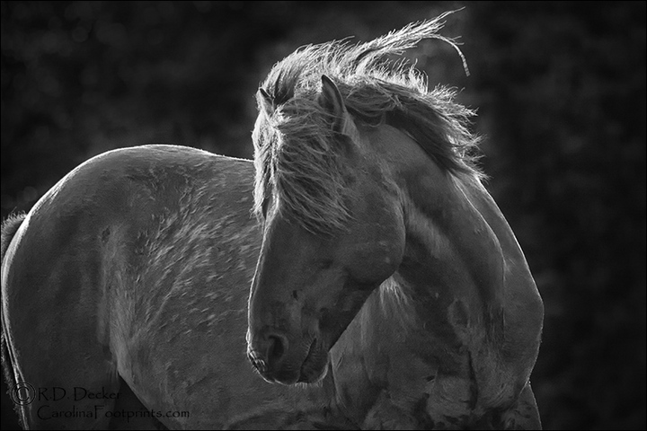 Rim Lit Wild Horse
