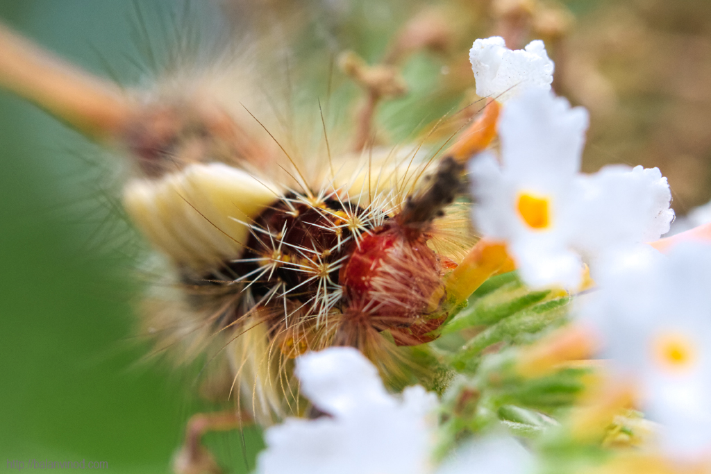 Thorns