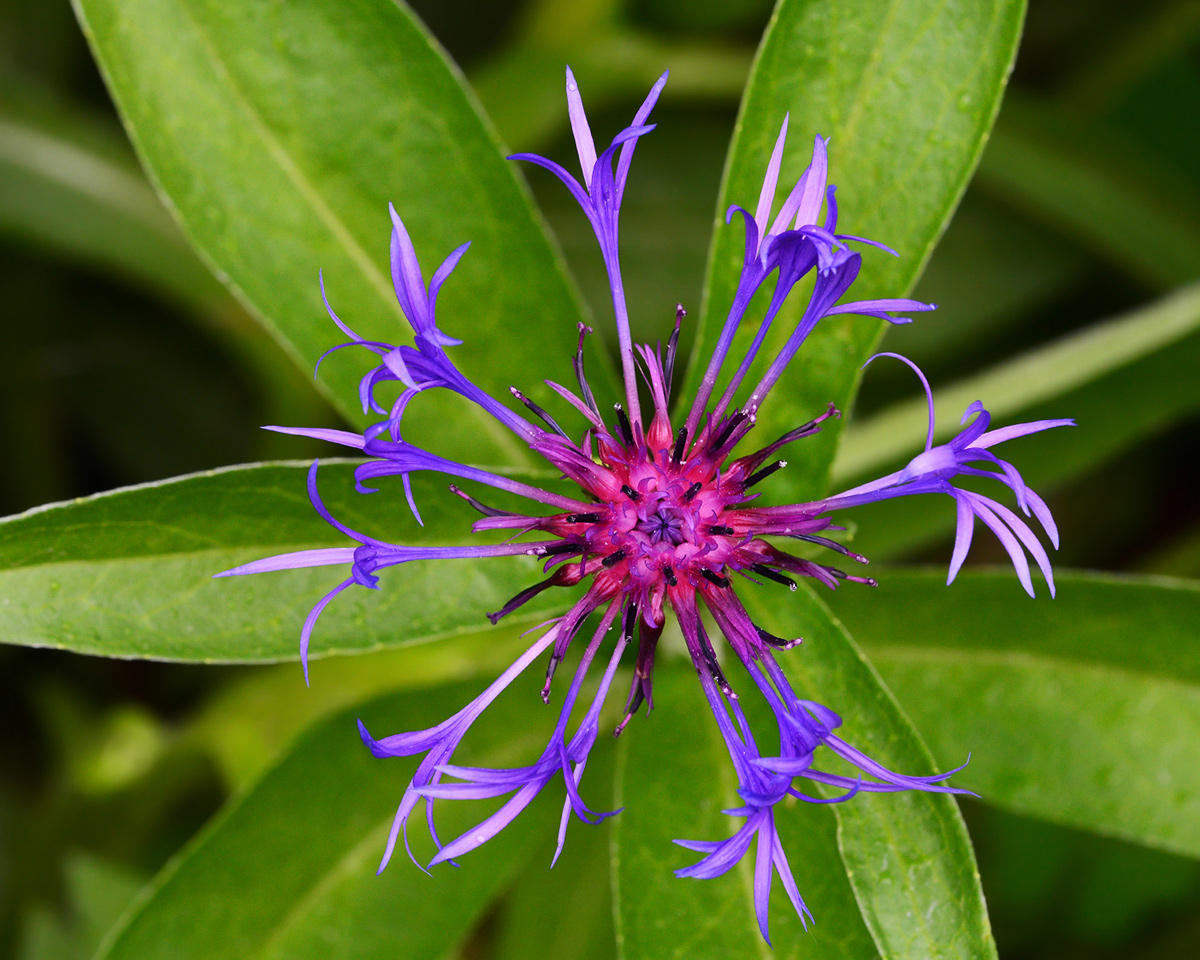 Centaurea  Montana