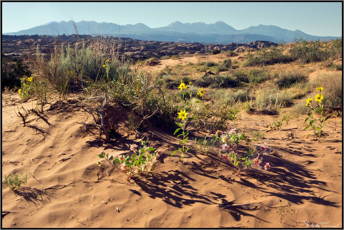 Arches Desert Blooms 