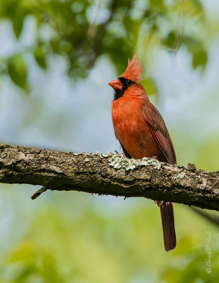 Northern Cardinal