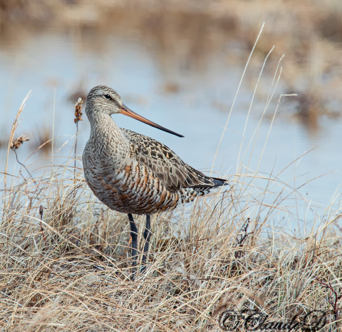 Hudsonian Godwit Female