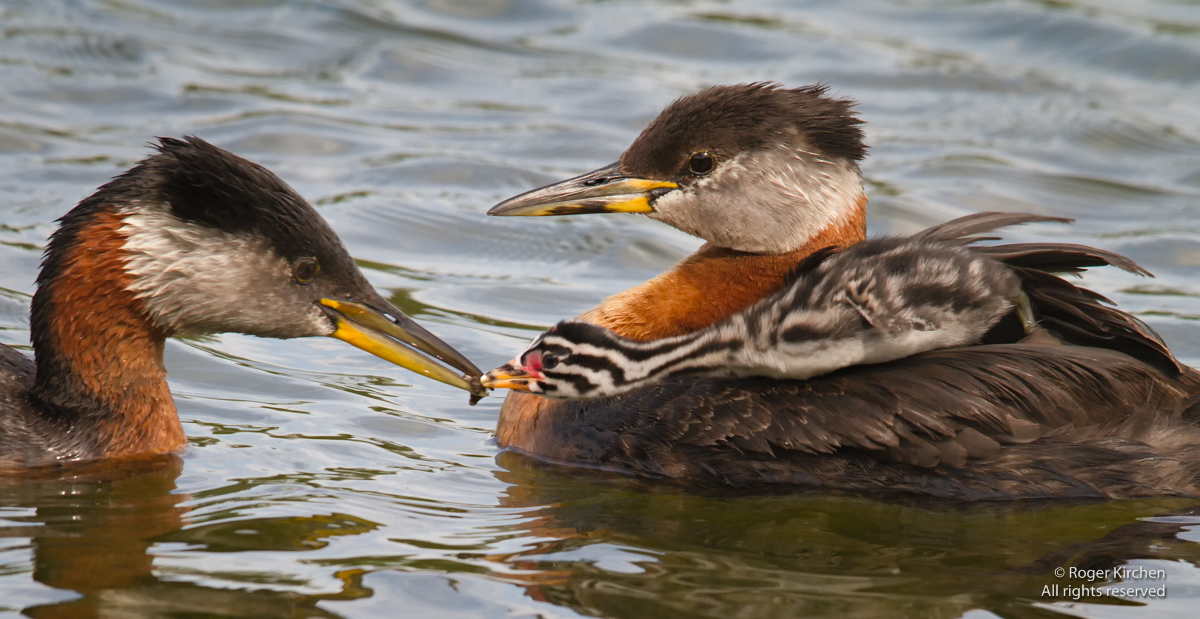 Feeding our Hitchhiker