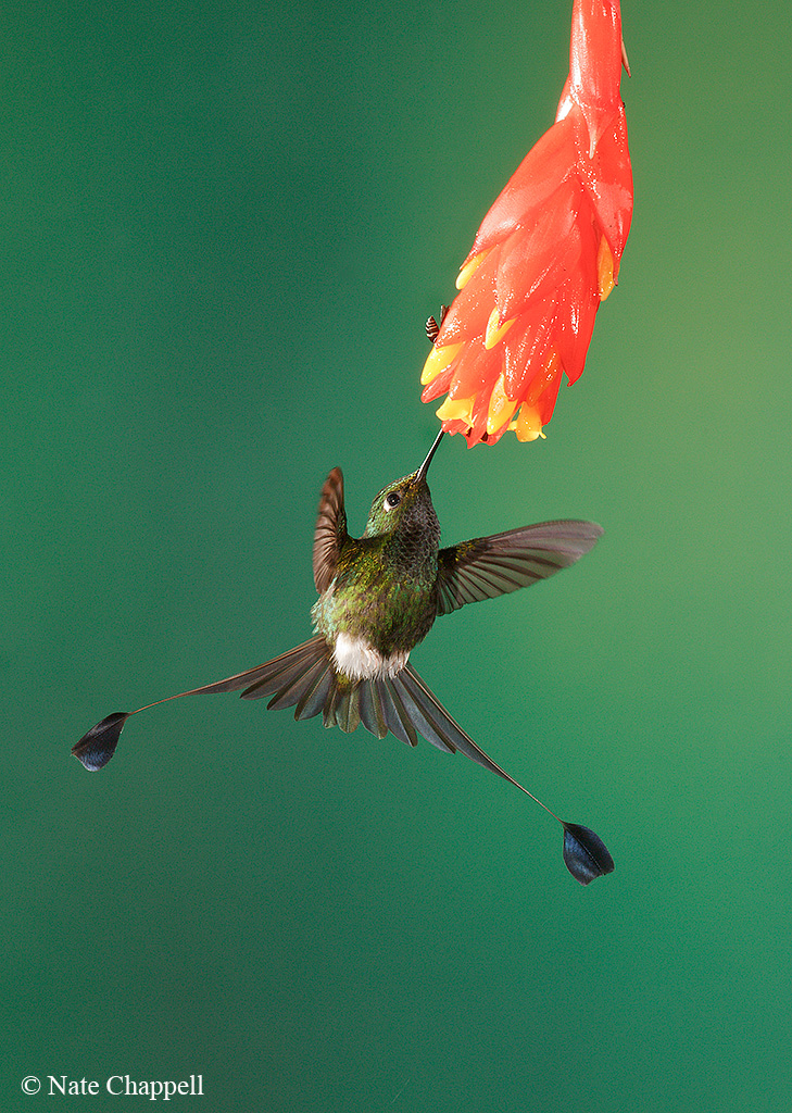Booted Rackettail