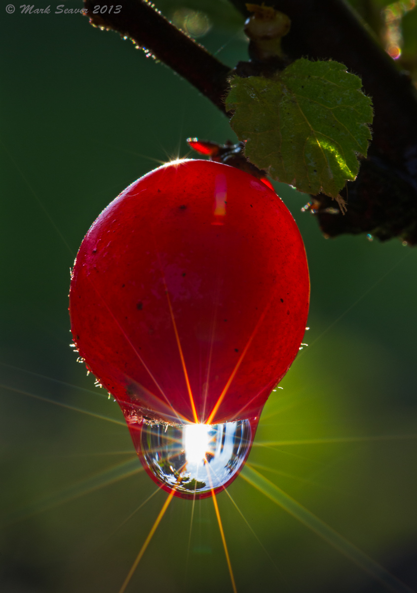 Cherry Surprise