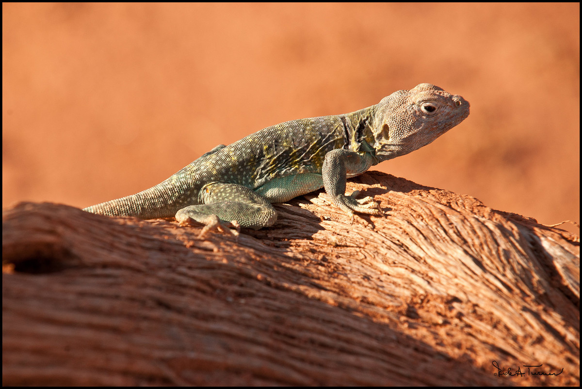 Lesser Earless Lizard