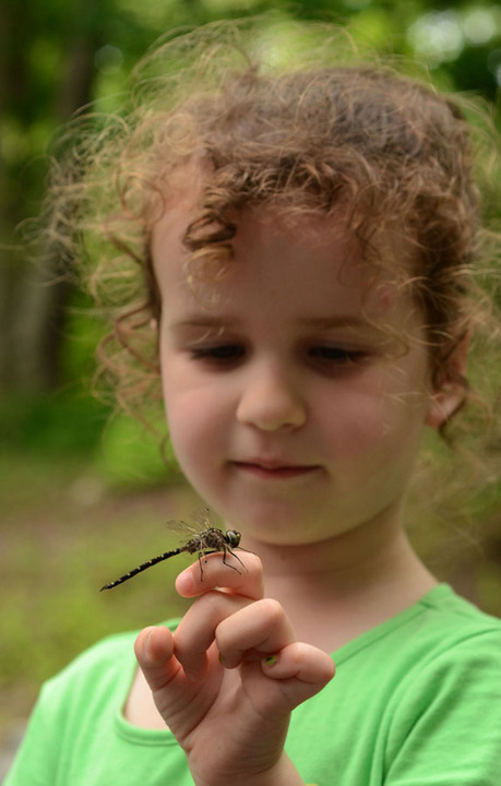 Dragonfly