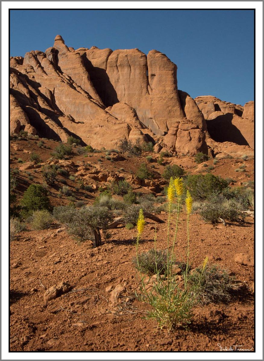 Arches Desert Blooms 2
