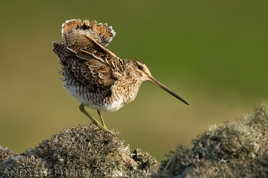 Common Snipe