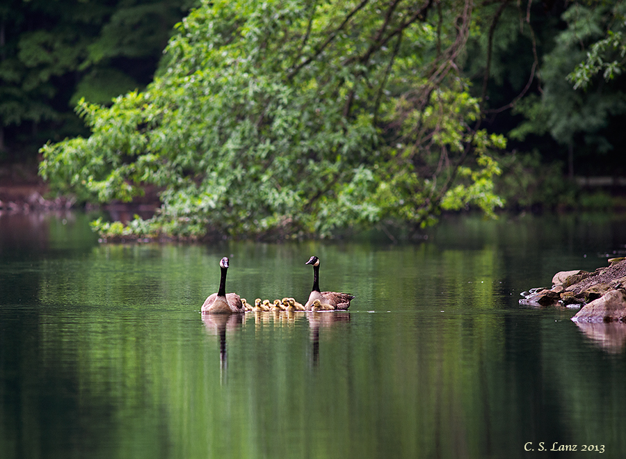  Family swim