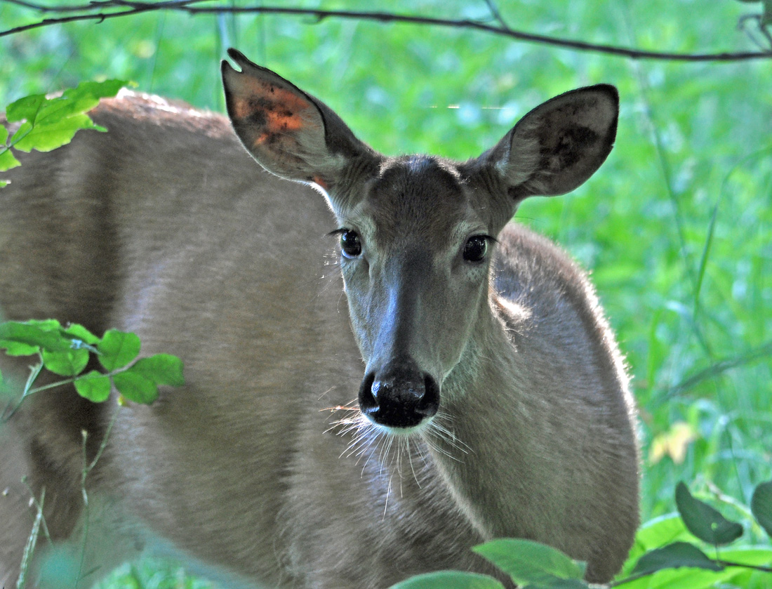 Framed Whitetail