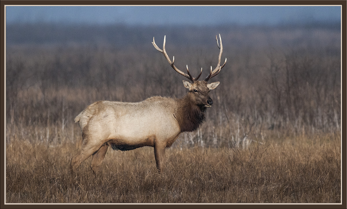 Tule Elk
