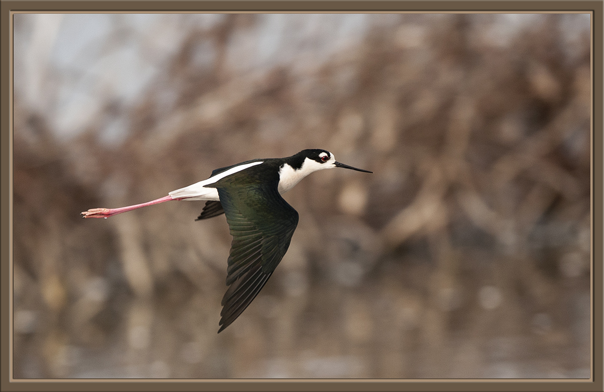 Stilt in Flight
